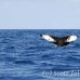 whale_humpback_h_00027_dom2032.jpg